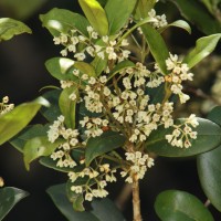 Olea polygama Wight